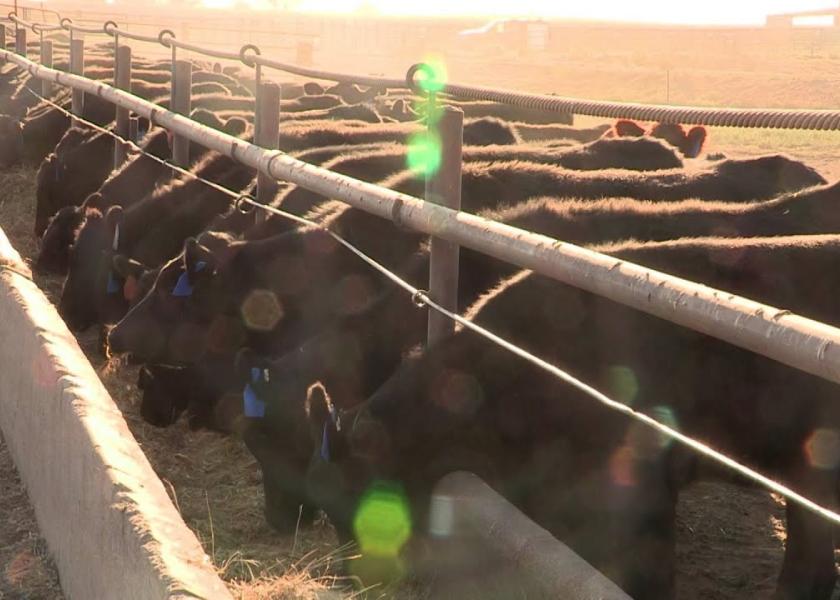 Cattle on Feed Report Placements stronger than anticipated Pro Farmer